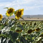 Hop Along to The Central Highlands Easter Sunflower Festival This April